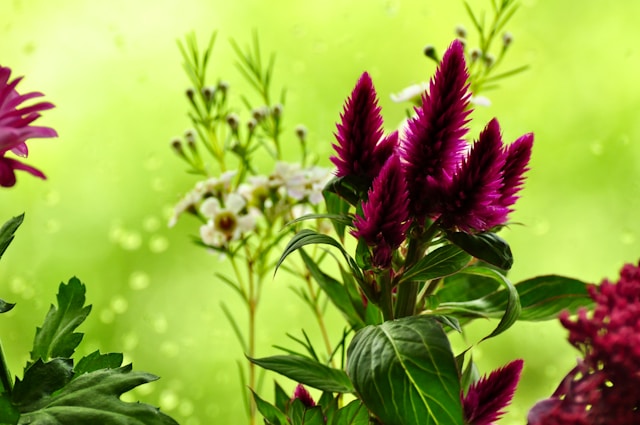 Ranvelostria prednosti